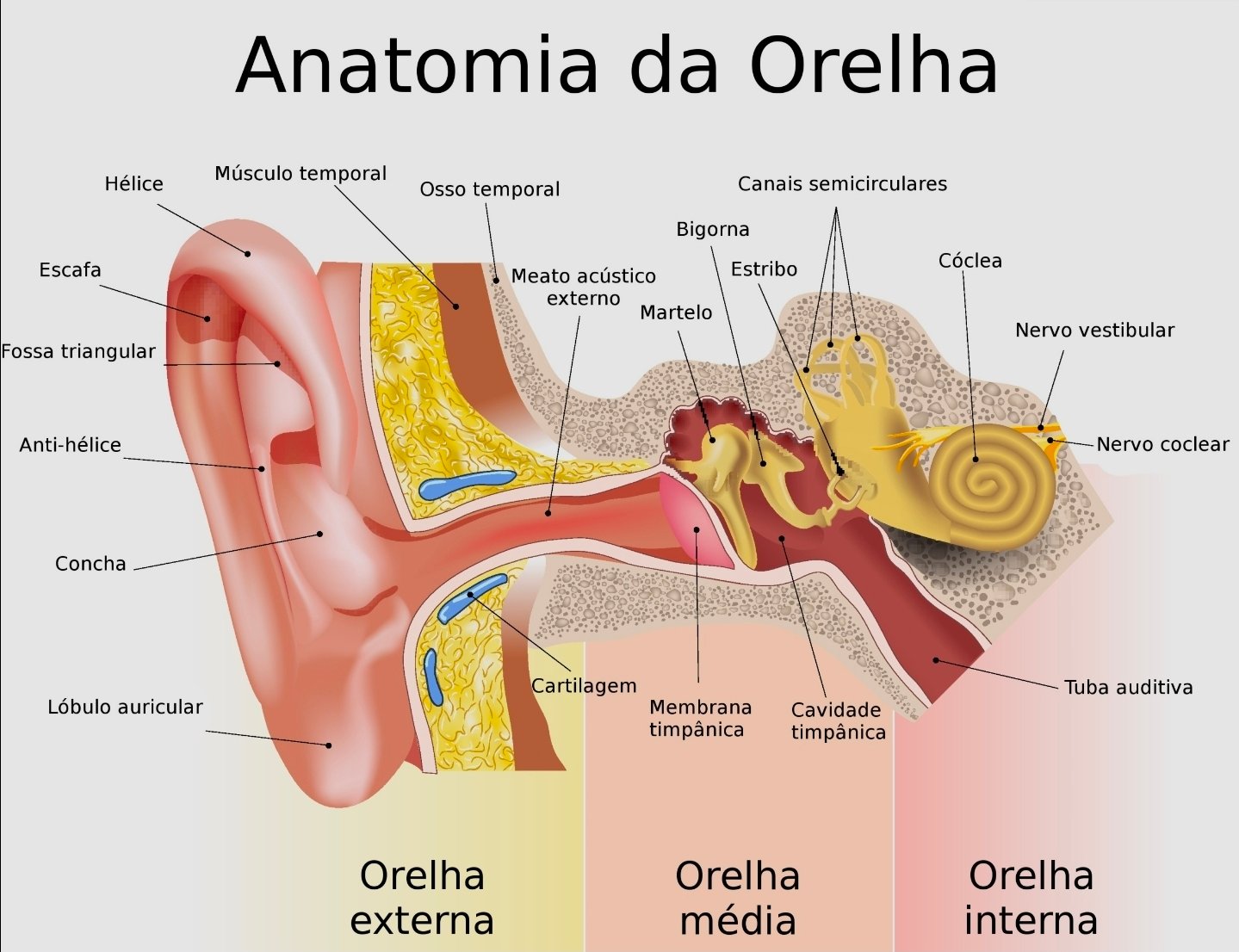 Anatomia da orelha